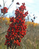 25kg Ground Sumac - Premium Bulk Buy - Aksoy UK