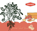 Aksoy Premium Quality Roasted & Salted Peanuts 1KG
