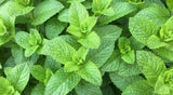 Aksoy Dried Mint - Spearmint  Premium Dried Mint Leaves for Refreshing Mint Tea and Iced Tea, Loose Leaf Peppermint Tea